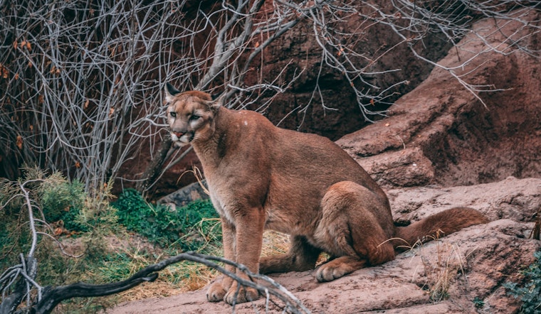New mountain lion sighting, this time in Bernal Heights
