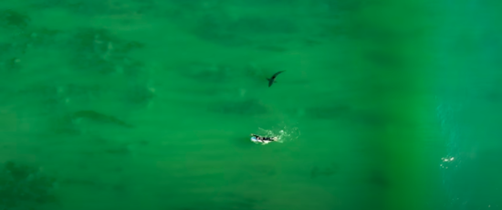 Like a 'mosquito bite': Half Moon Bay shark attack victim describes 'curiosity bite' by great white