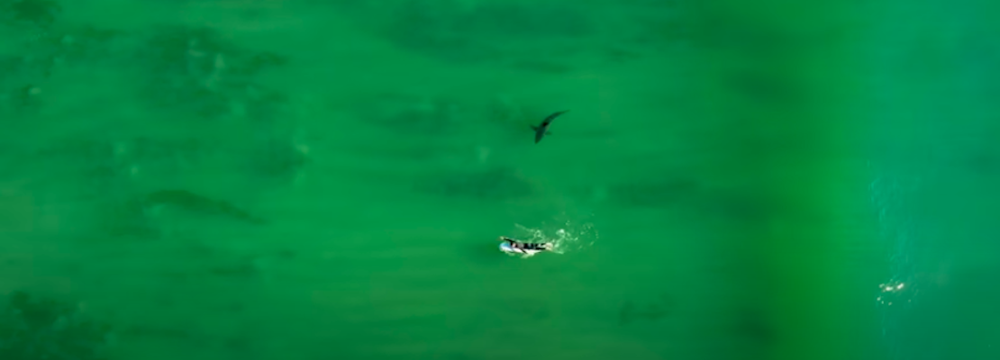 Like a 'mosquito bite': Half Moon Bay shark attack victim describes 'curiosity bite' by great white
