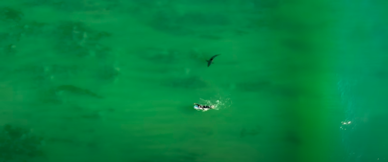 Like a 'mosquito bite': Half Moon Bay shark attack victim describes 'curiosity bite' by great white