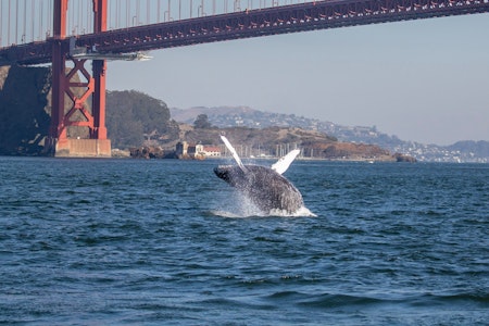 Bay Area day trips: Summertime on the San Francisco Bay