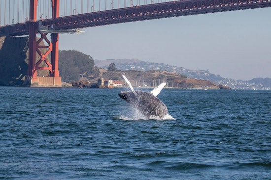 Bay Area day trips: Summertime on the San Francisco Bay