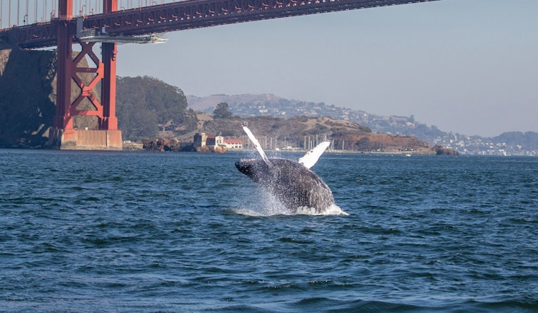 Bay Area day trips: Summertime on the San Francisco Bay