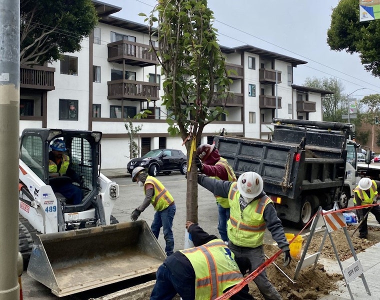 New cherry blossom trees planted in Japantown, replacing vandalized trees
