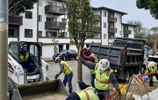 New cherry blossom trees planted in Japantown, replacing vandalized trees