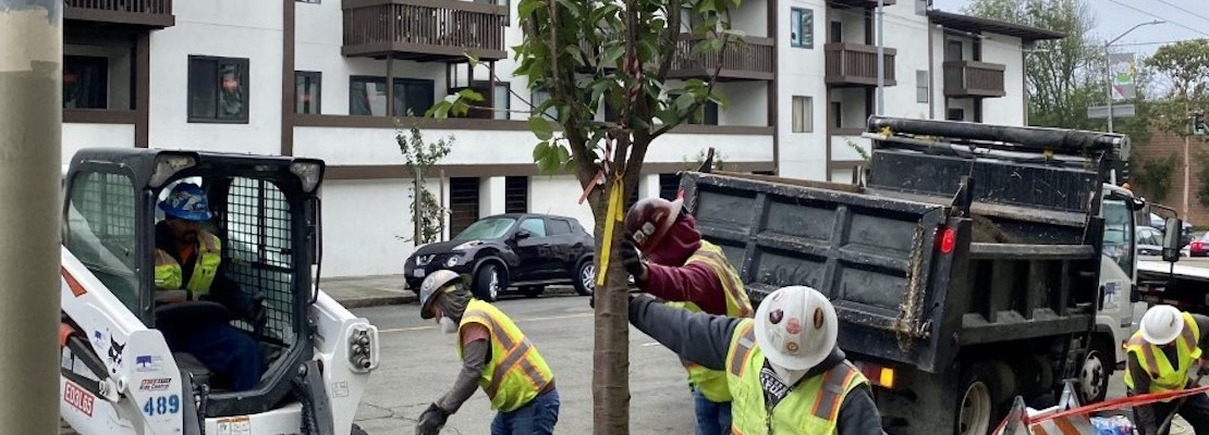 New cherry blossom trees planted in Japantown, replacing vandalized trees