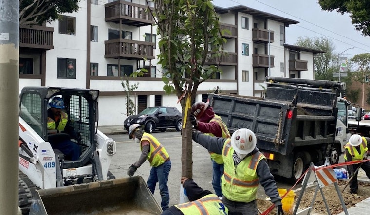 New cherry blossom trees planted in Japantown, replacing vandalized trees