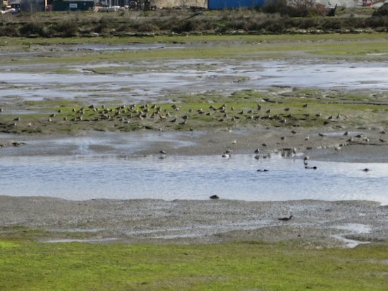 Proposed Redwood City development would fill in Bay wetlands to build 350-unit apartment complex