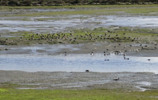 Proposed Redwood City development would fill in Bay wetlands to build 350-unit apartment complex