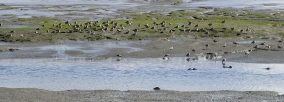 Proposed Redwood City development would fill in Bay wetlands to build 350-unit apartment complex