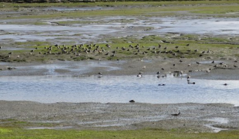 Proposed Redwood City development would fill in Bay wetlands to build 350-unit apartment complex