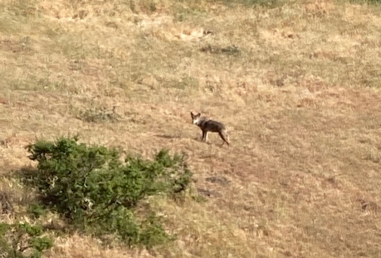 Coyotes have killed more than a dozen pets in San Jose senior community, residents say
