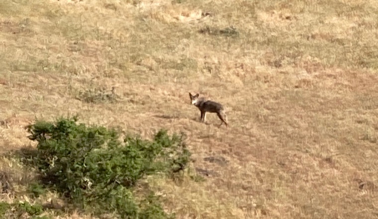 Coyotes have killed more than a dozen pets in San Jose senior community, residents say