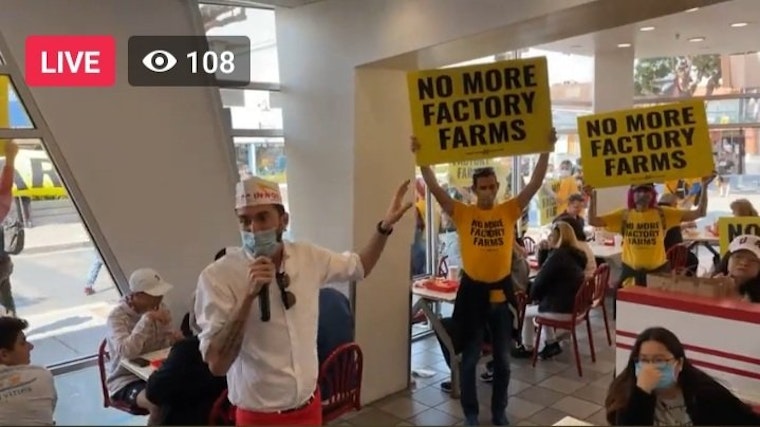 Animal rights activist invade Fisherman’ Wharf In-N-Out to protest factory farming