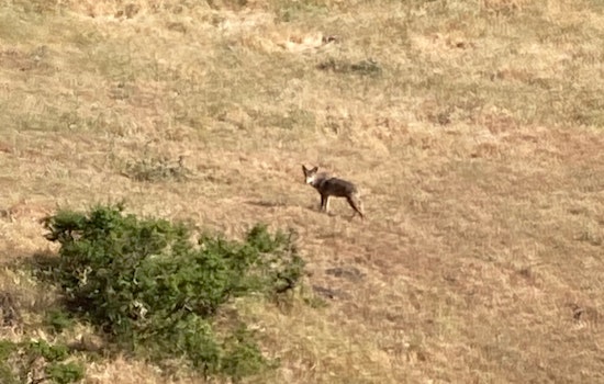 East Bay residents complain of pet-killing coyotes; man offers, then withdraws, $250 bounty