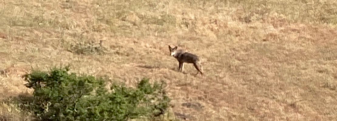 East Bay residents complain of pet-killing coyotes; man offers, then withdraws, $250 bounty