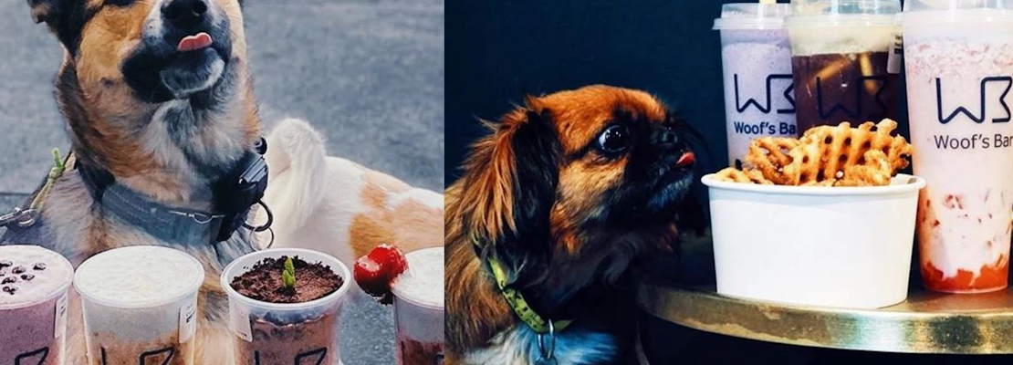 New Santa Clara boba tea bar barks up excitement among dog lovers and Instagrammers