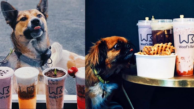 New Santa Clara boba tea bar barks up excitement among dog lovers and Instagrammers