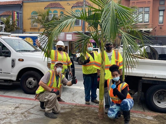 After two-year delay, Public Works replants vandalized and dead Castro Street palms