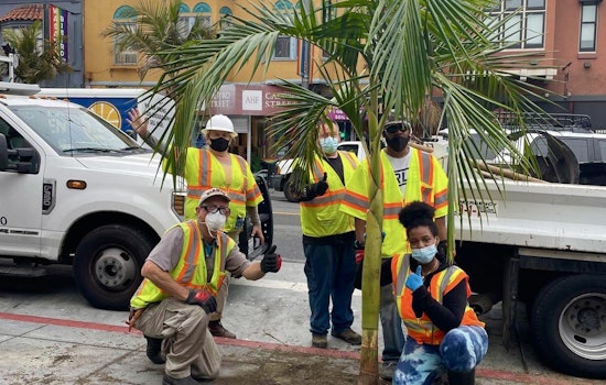 After two-year delay, Public Works replants vandalized and dead Castro Street palms