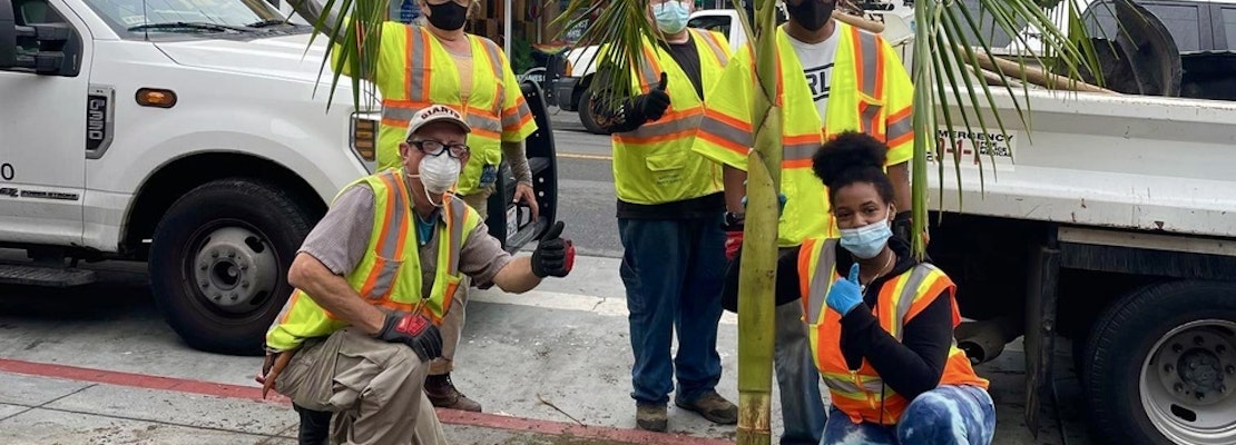 After two-year delay, Public Works replants vandalized and dead Castro Street palms