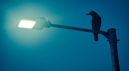 Sunnyvale will start shooting laser pointers at crows to get them to go away