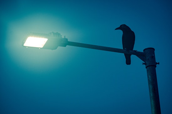 Sunnyvale will start shooting laser pointers at crows to get them to go away