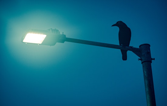 Sunnyvale will start shooting laser pointers at crows to get them to go away