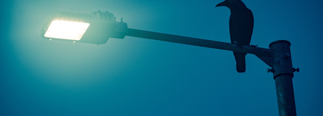 Sunnyvale will start shooting laser pointers at crows to get them to go away