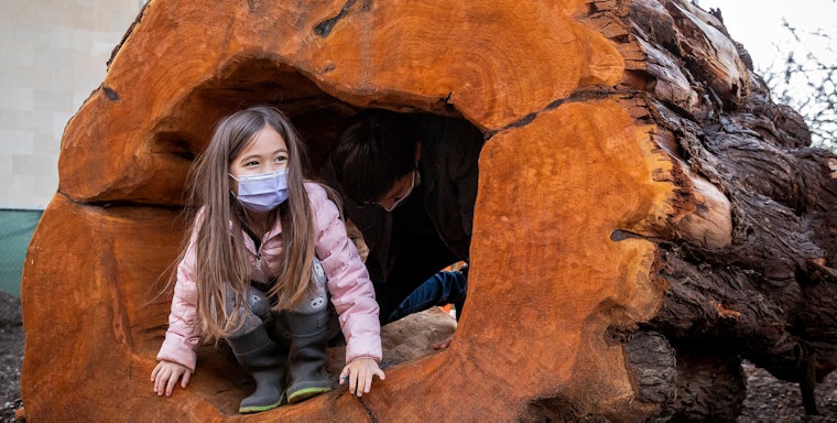 New nature-focused children’s play area opens at California Academy of Sciences