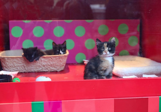 Live fuzzy cuteness returns to the holiday windows at Macy’s Union Square 