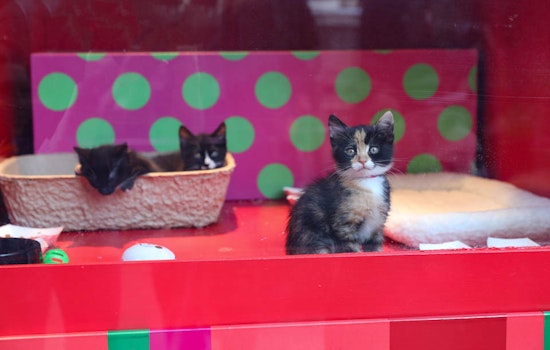 Live fuzzy cuteness returns to the holiday windows at Macy’s Union Square