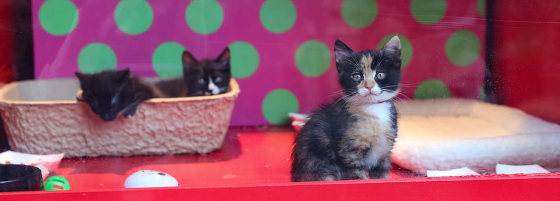 Live fuzzy cuteness returns to the holiday windows at Macy’s Union Square