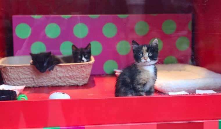 Live fuzzy cuteness returns to the holiday windows at Macy’s Union Square