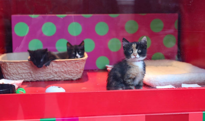 Live fuzzy cuteness returns to the holiday windows at Macy’s Union Square 