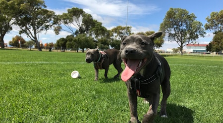 San Jose land currently used as homeless camp could become dog park, disc golf course