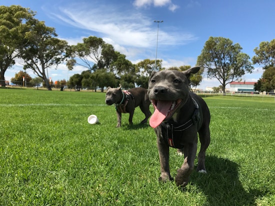 San Jose land currently used as homeless camp could become dog park, disc golf course