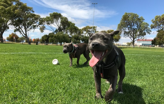 San Jose land currently used as homeless camp could become dog park, disc golf course