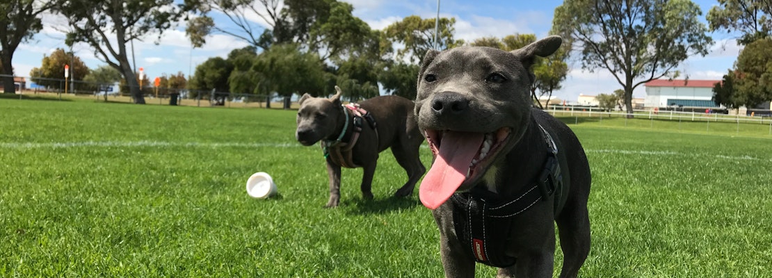San Jose land currently used as homeless camp could become dog park, disc golf course