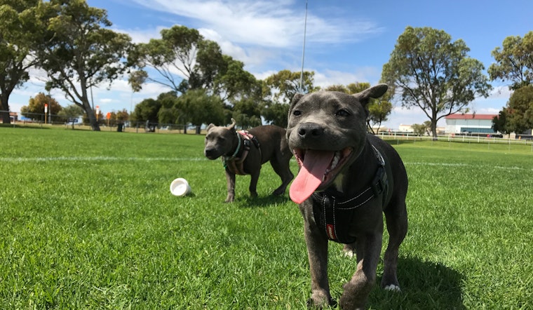 San Jose land currently used as homeless camp could become dog park, disc golf course