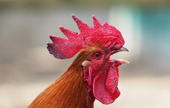 Tenderloin rooster has a new home — at a parrot refuge in Modesto