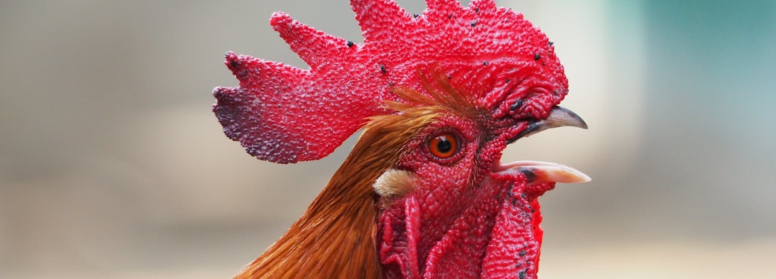 Tenderloin rooster has a new home  — at a parrot refuge in Modesto  