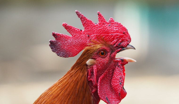 Tenderloin rooster has a new home  — at a parrot refuge in Modesto  