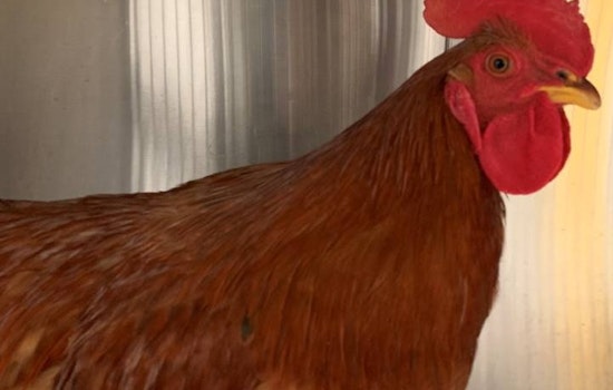 Tenderloin rooster removed from Tenderloin, reign of crowing is over  