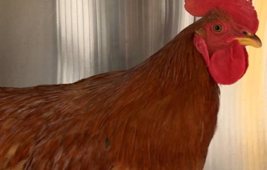 Tenderloin rooster removed from Tenderloin, reign of crowing is over