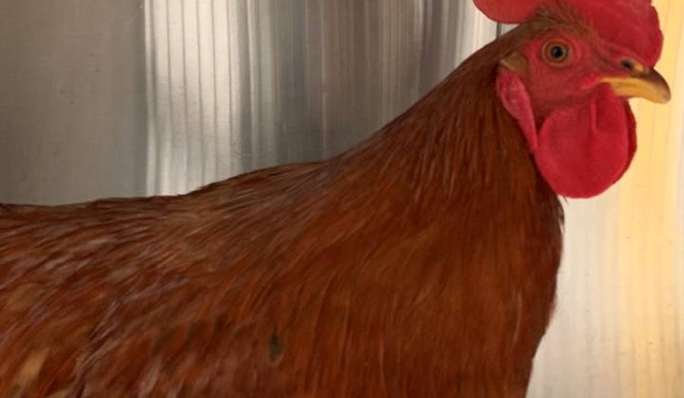 Tenderloin rooster removed from Tenderloin, reign of crowing is over  