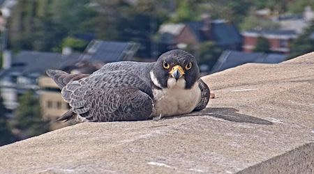 [Updated] Vote now to give the new UC Berkeley male falcon suitor a permanent name