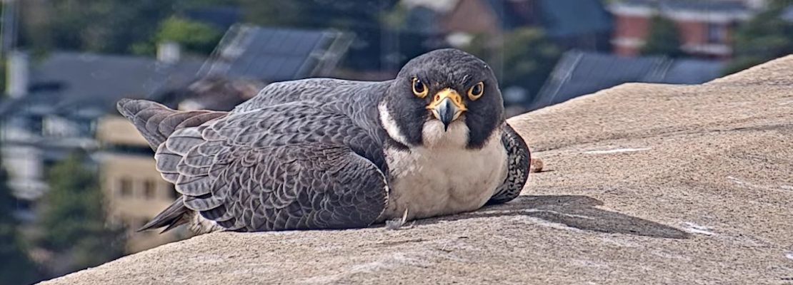 [Updated] Vote now to give the new UC Berkeley male falcon suitor a permanent name