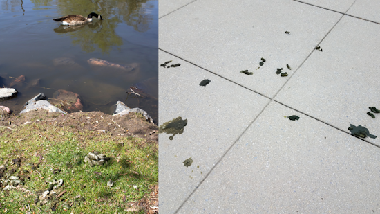 Poop battle at Santa Clara’s Central Park: 176 pounds of goose droppings reported each day