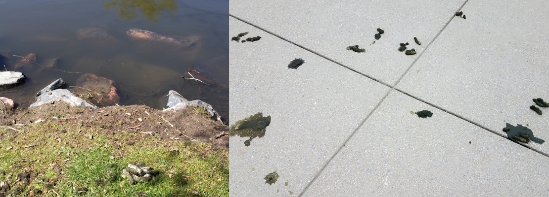 Poop battle at Santa Clara’s Central Park: 176 pounds of goose droppings reported each day